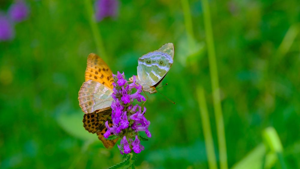 Photograph by Александр Елизаров