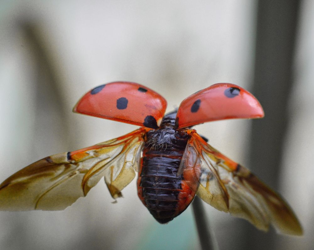 Photograph by Константин Бокарев