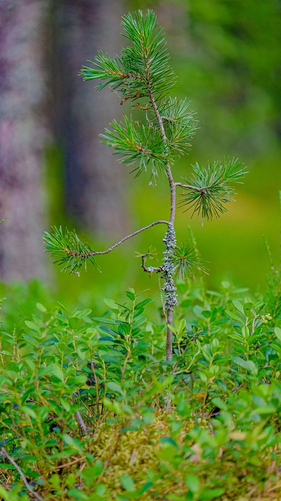 Photograph by Александр Елизаров