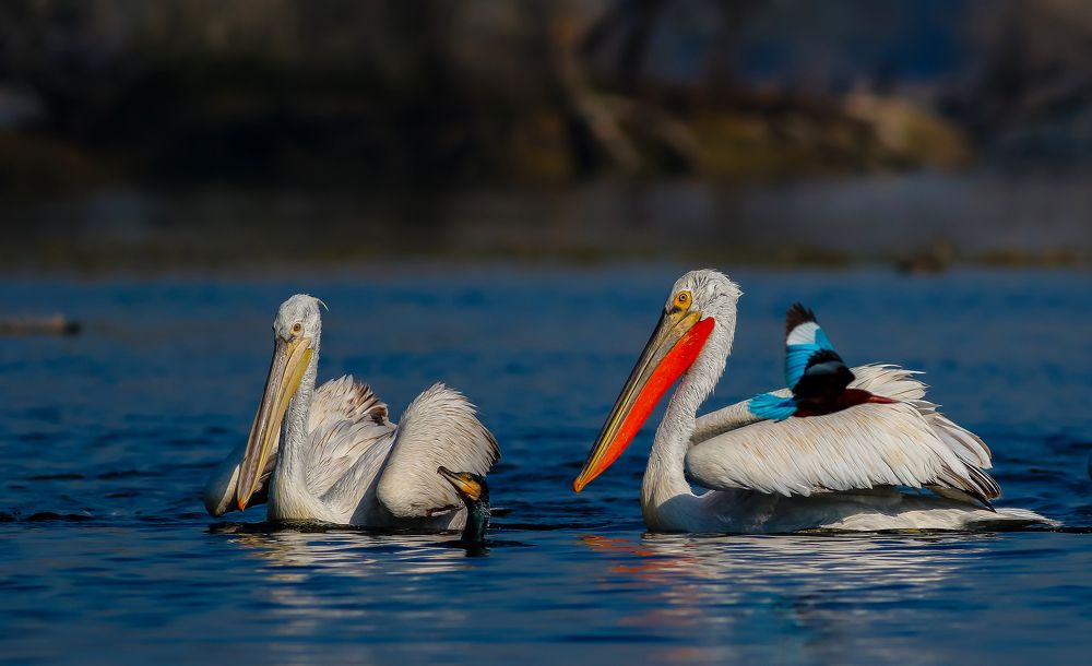 The King & the Pelicans