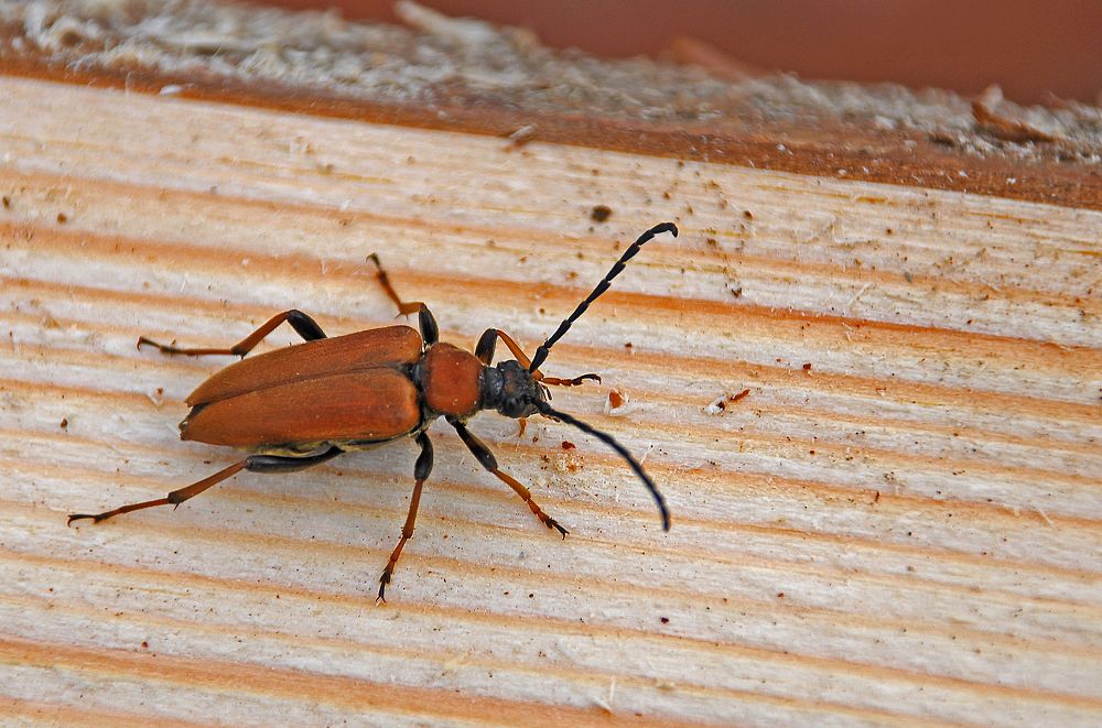 Фотография автора Антип