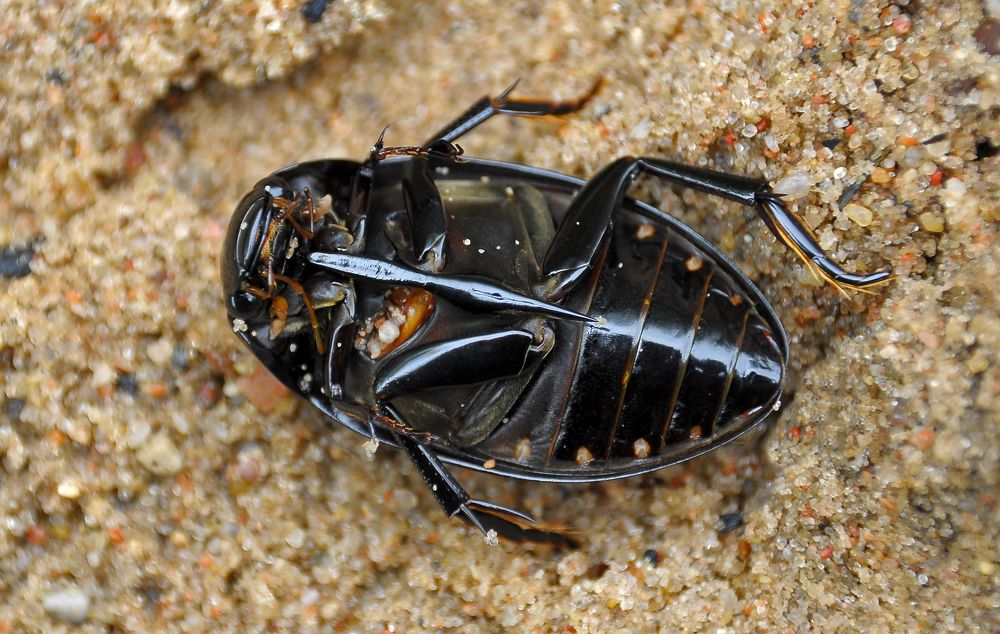 Жук-плавунец