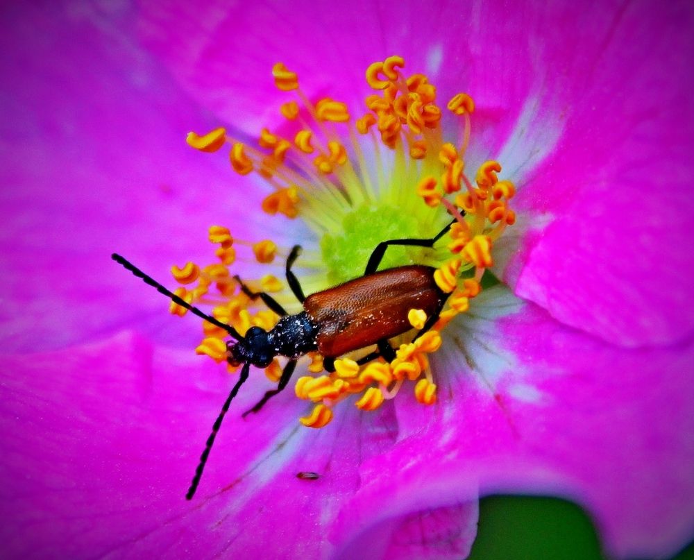 Яркие краски лета