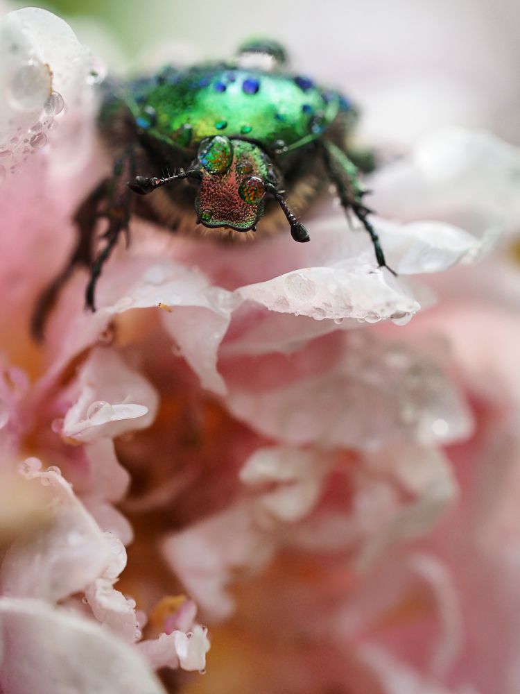 Photograph by Anna Ahiska