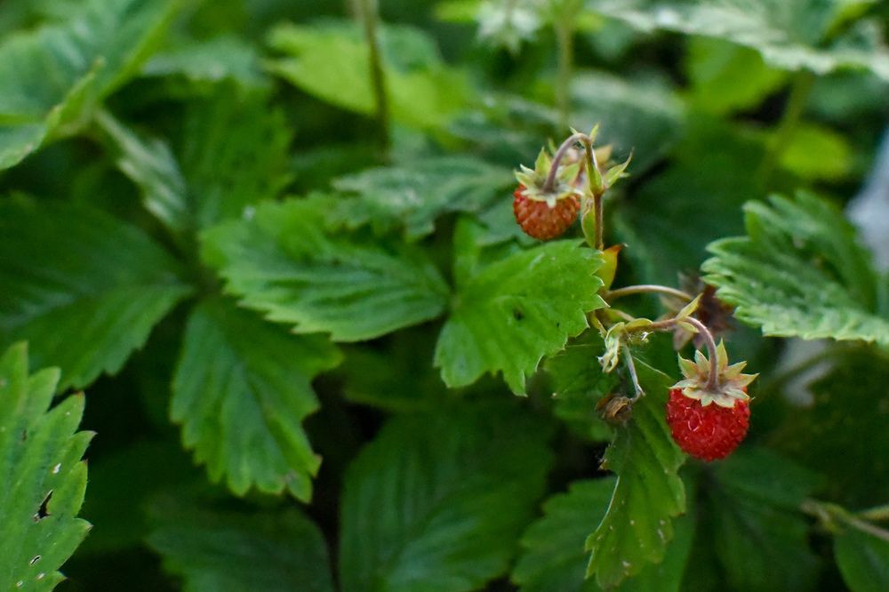 Photograph by Елена Сиушова