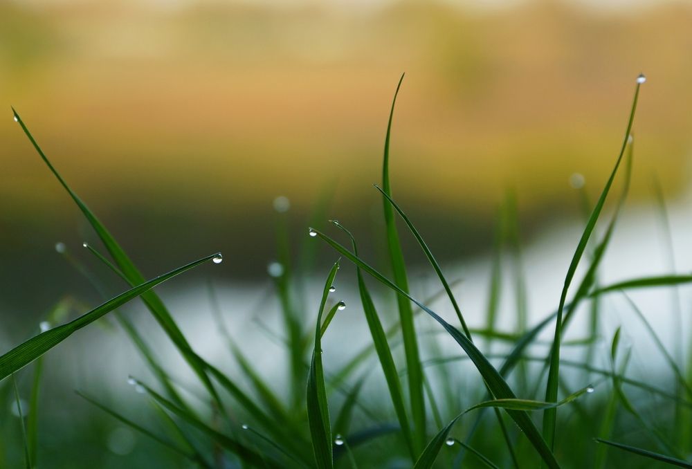 Рассветная роса.