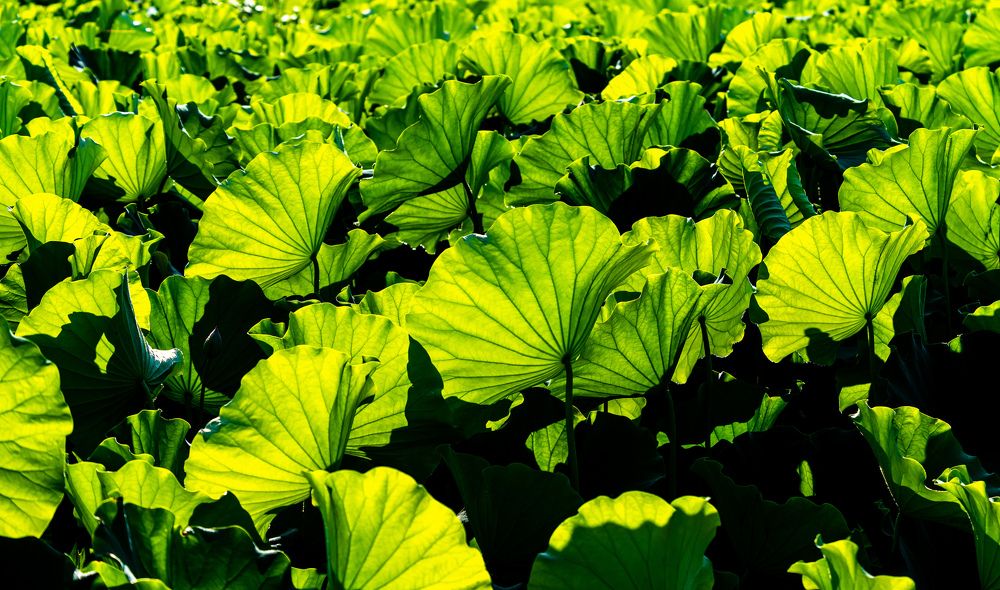 Photograph by Myunggyu Bae