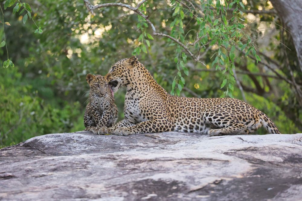 Photograph by Umesh Ranasinghe