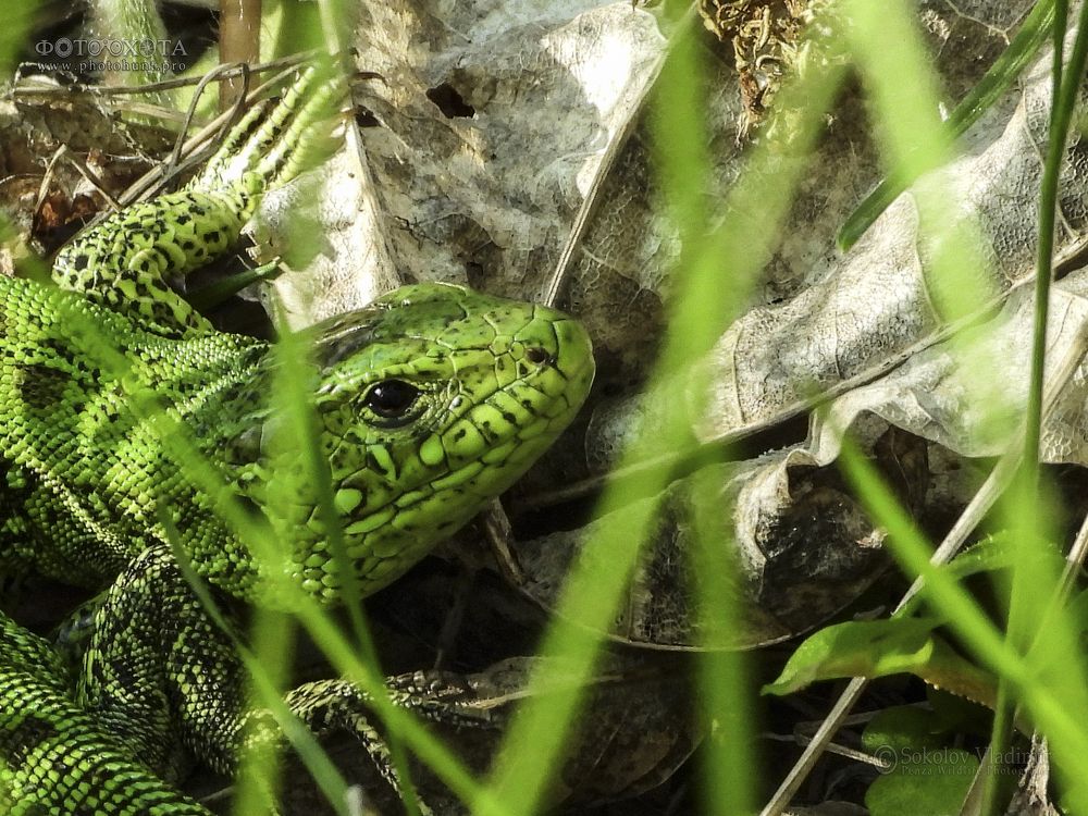 Green lizard in green grass