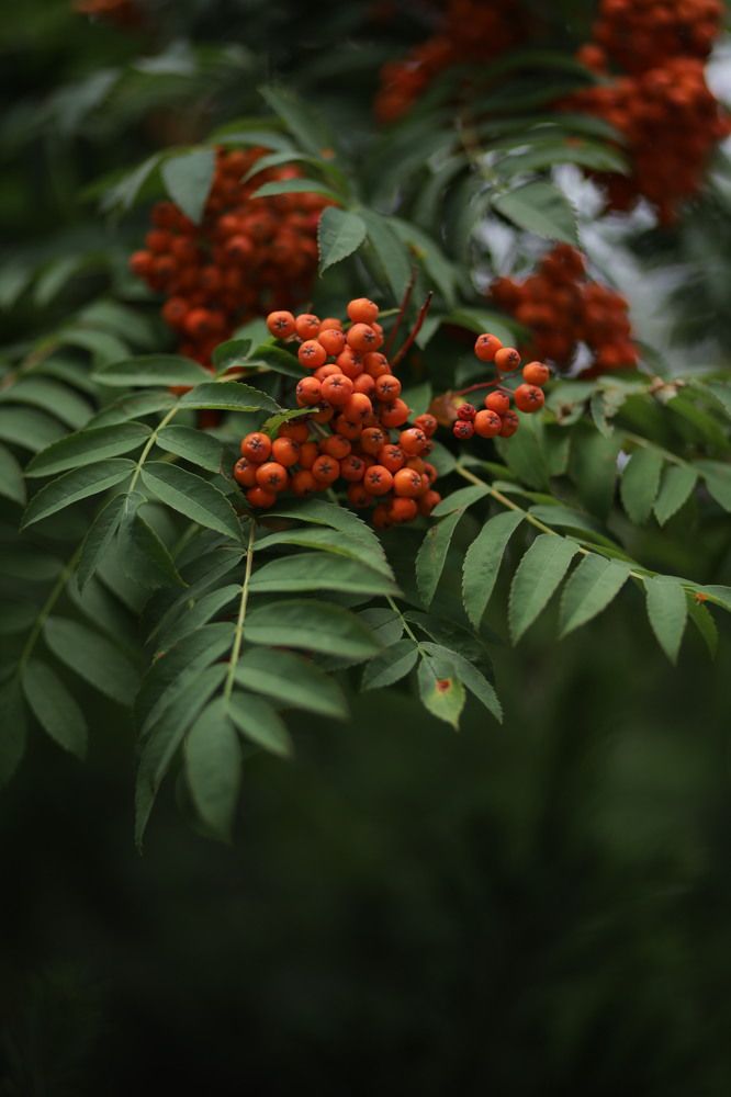 Photograph by Бальзирова Наталья