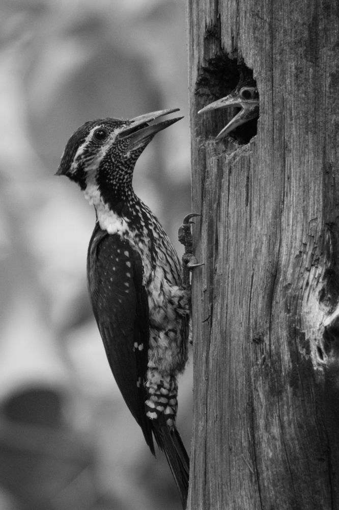 Parental love comes from a long way