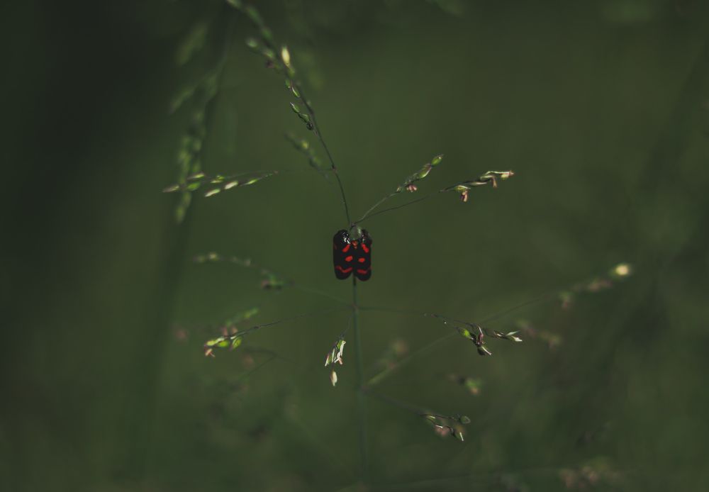 Photograph by Mostafa Mortazavi