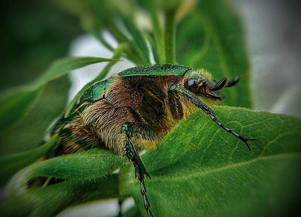 Photograph by Дина Чаица