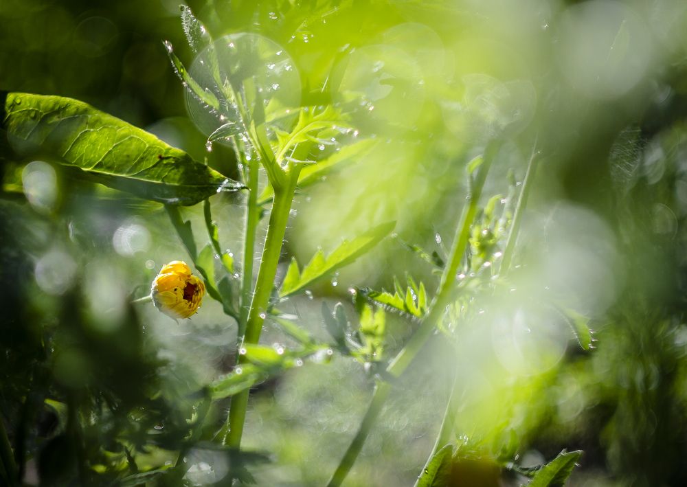 Sunny rain bokeh