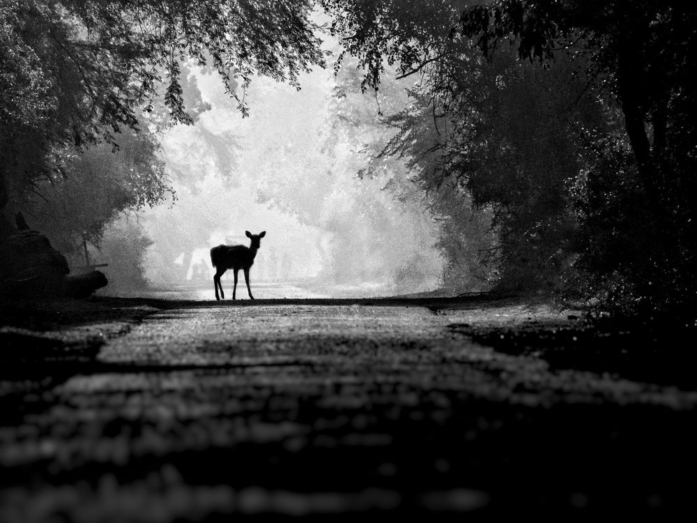 Photograph by Manas pandit