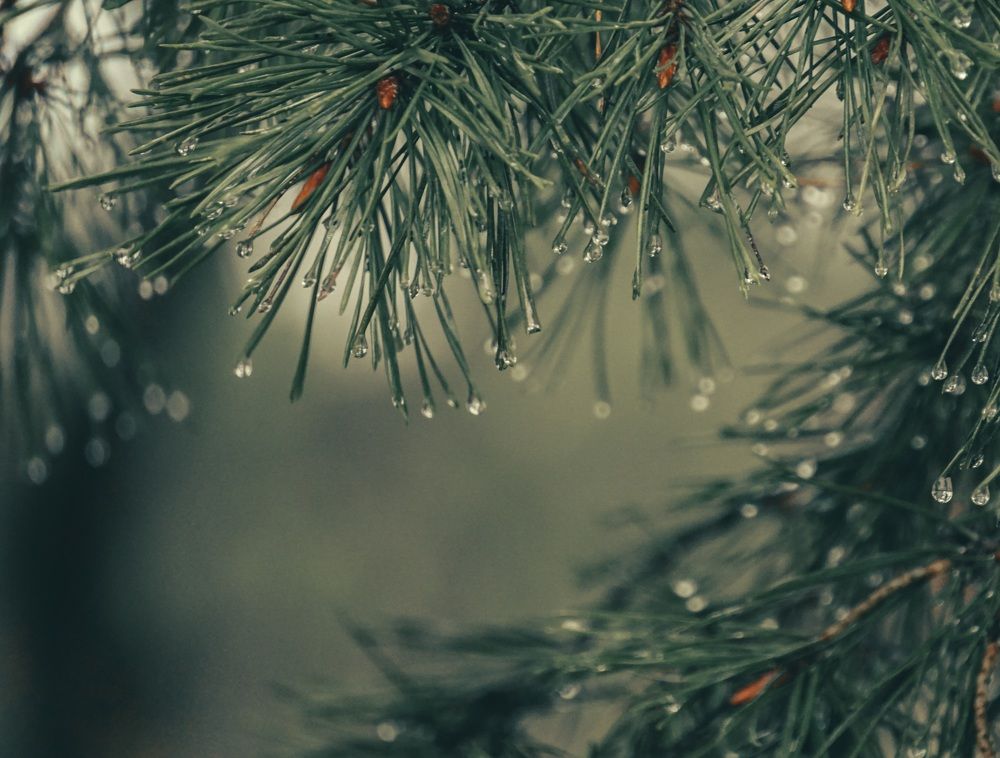 Photograph by Елена Пасажицкая