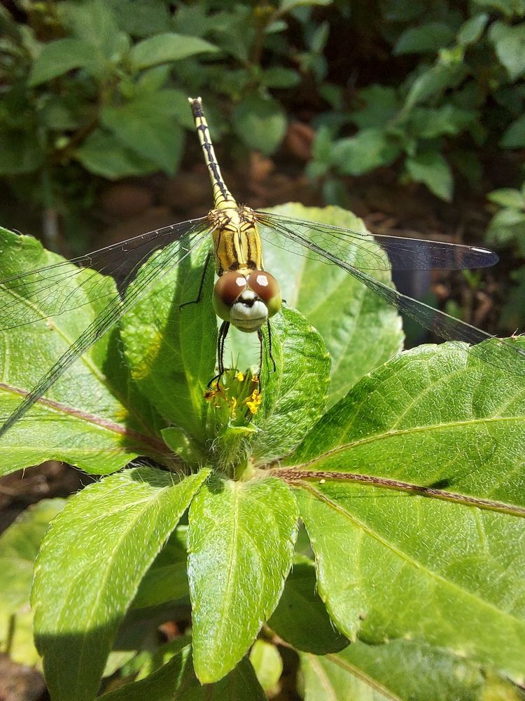 Dragonfly