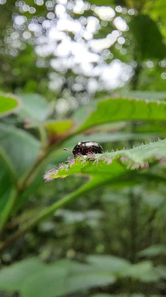 Beetle/Bug