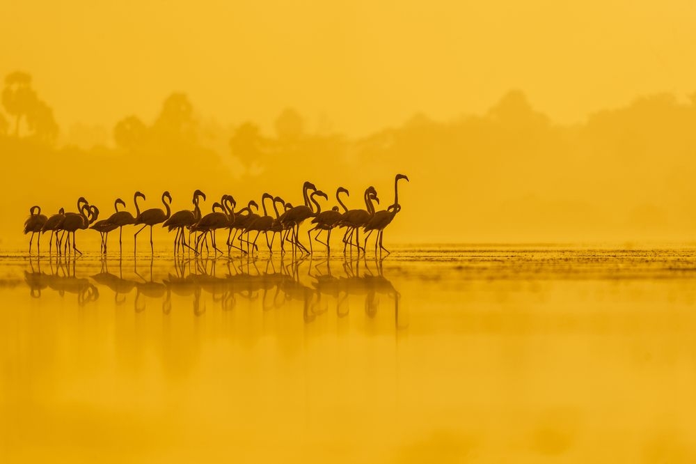 The Golden Army Parade