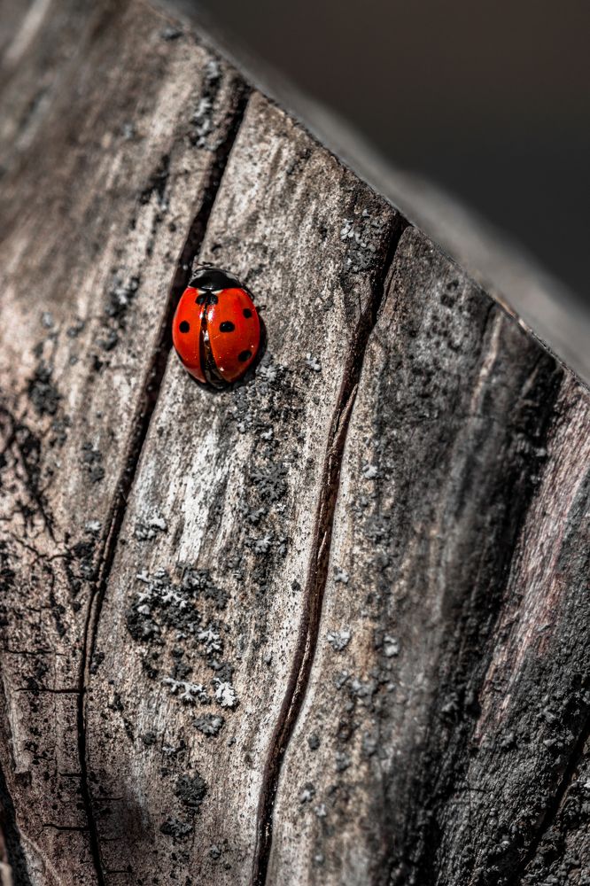 Photograph by Сергей Зайцев