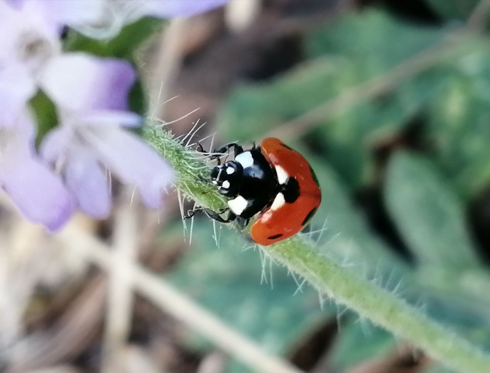 Photograph by Галина Смирнова