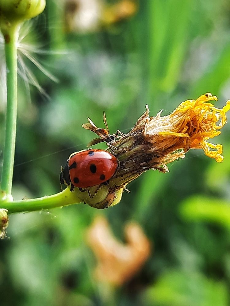 Photograph by Ксения Олина