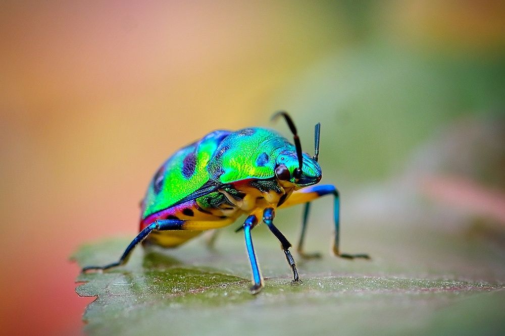 Фотография автора Vijay Singh Chandel