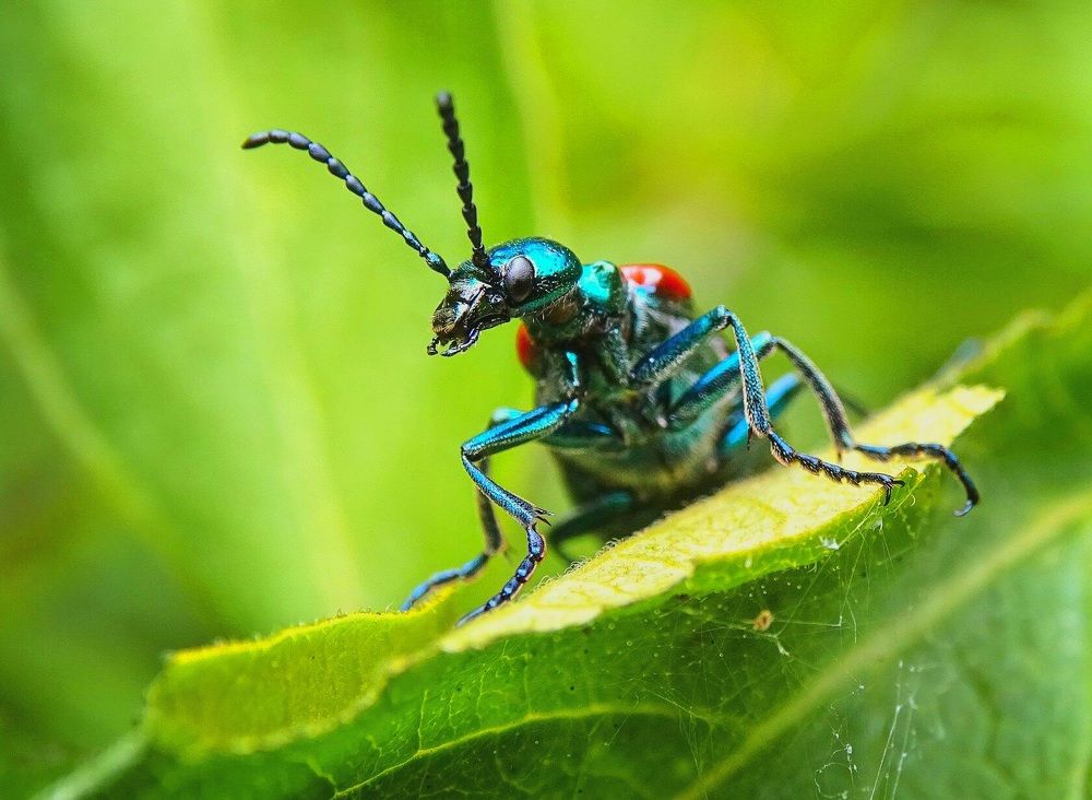 Начальник жуков.