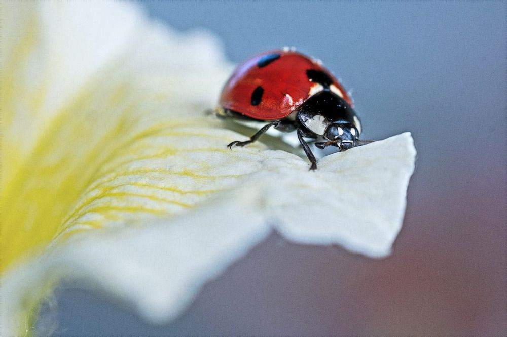 Photograph by Александр Стрельченко
