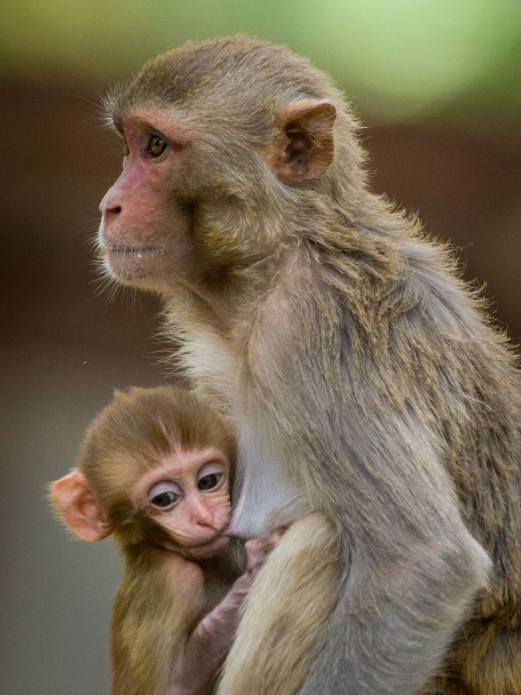 Photograph by Debashis Subudhi