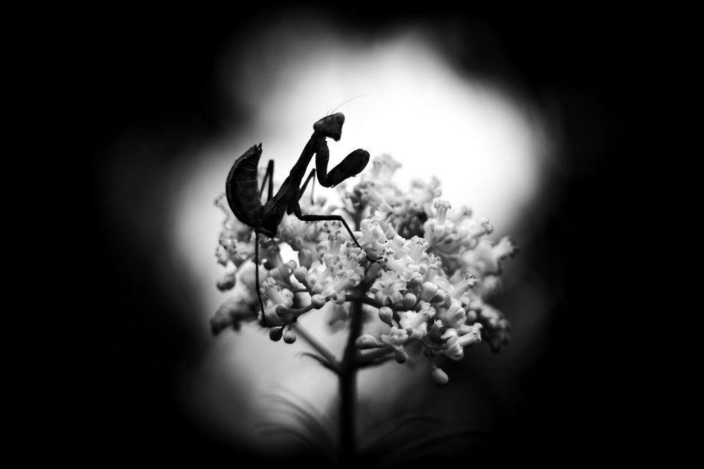 Photograph by Mostafa Mortazavi