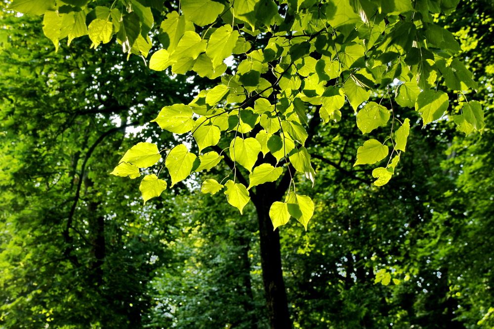 Photograph by Виталий Симоненков