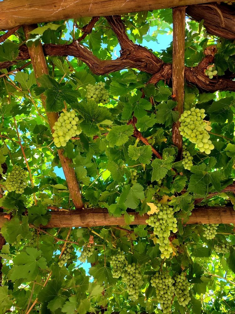 Photograph by Елена