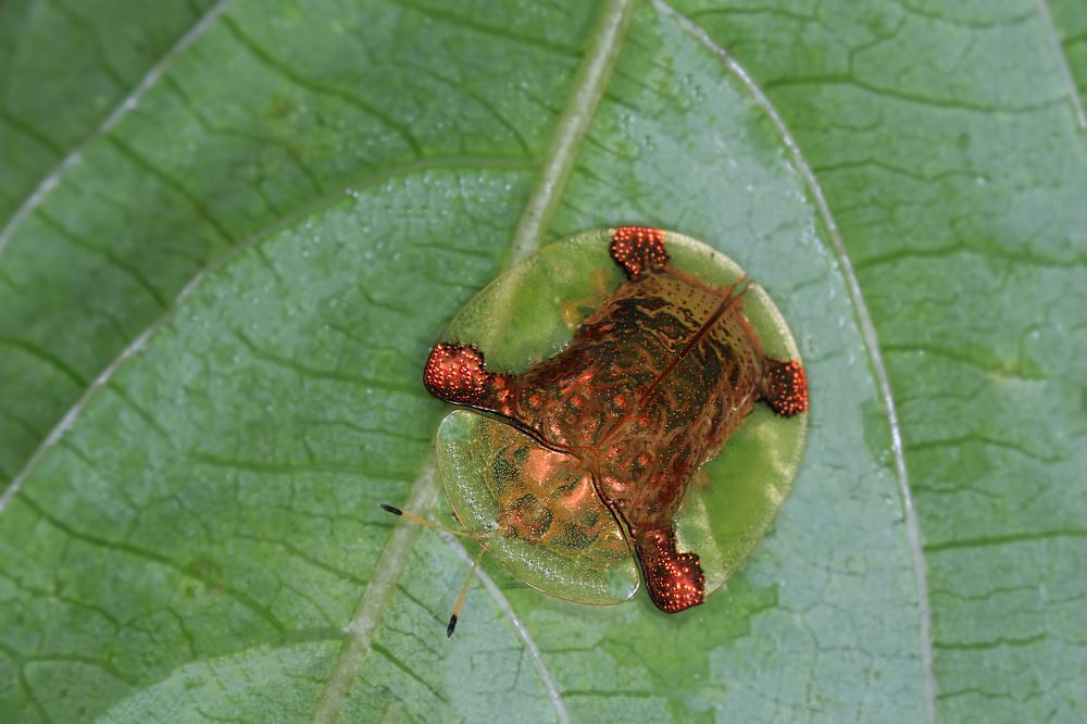 Фотография автора Suresh S S