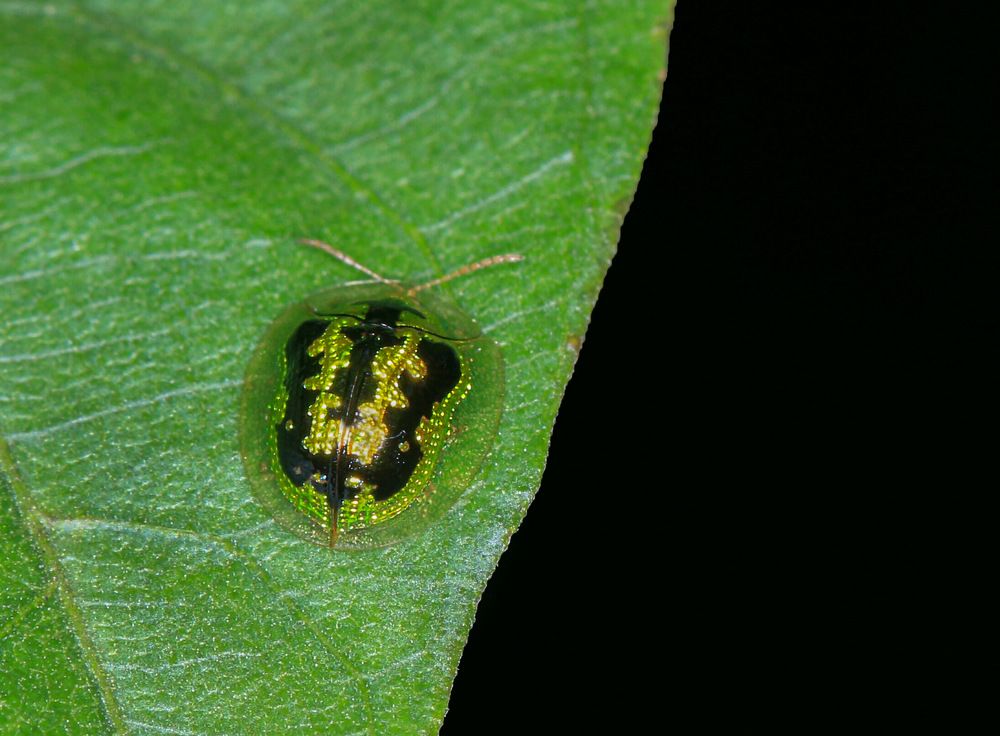 Фотография автора Suresh S S