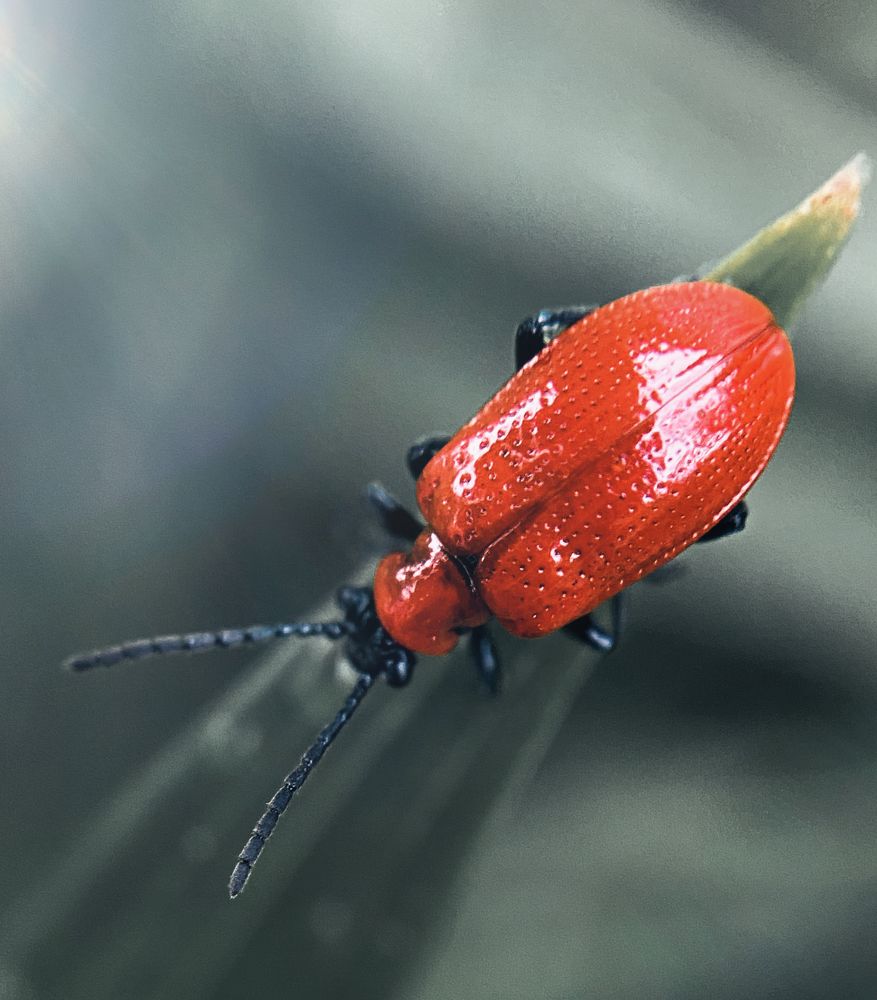 Лилейная трещалка