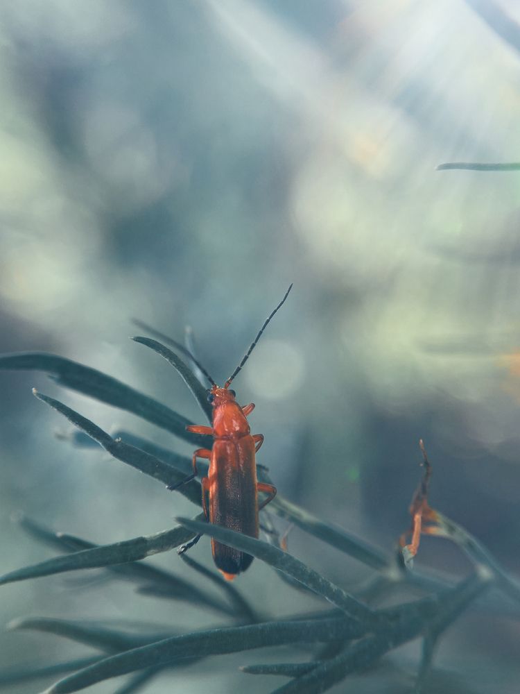 Жук мягкотелка