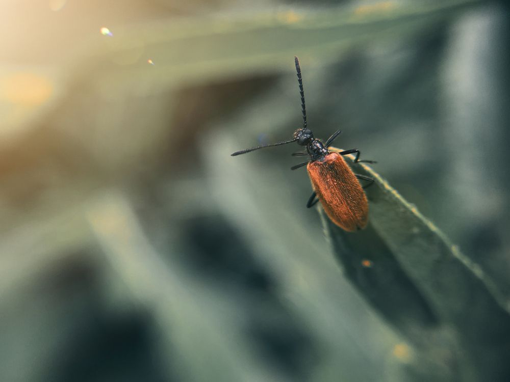 Мохнатка обыкновенная