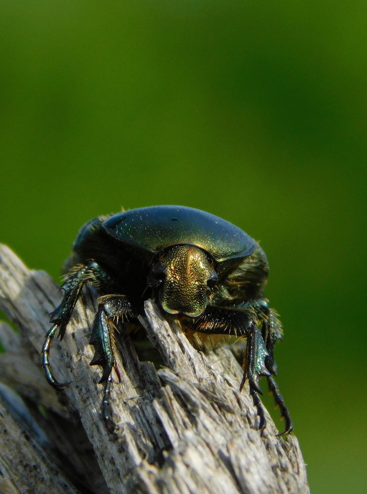 Photograph by Сергей Чеченов