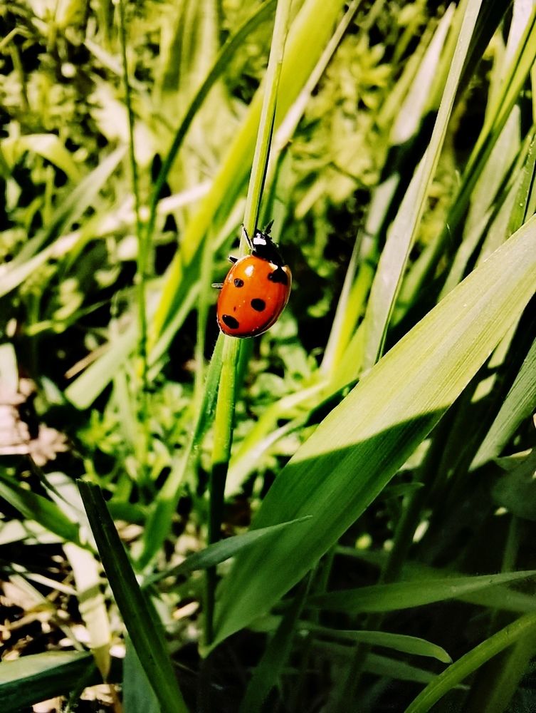 Божья коровка. Высоко сижу, далеко гляжу.