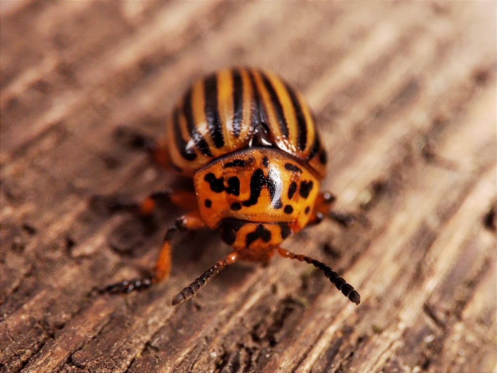 Photograph by Юлия Гинтер