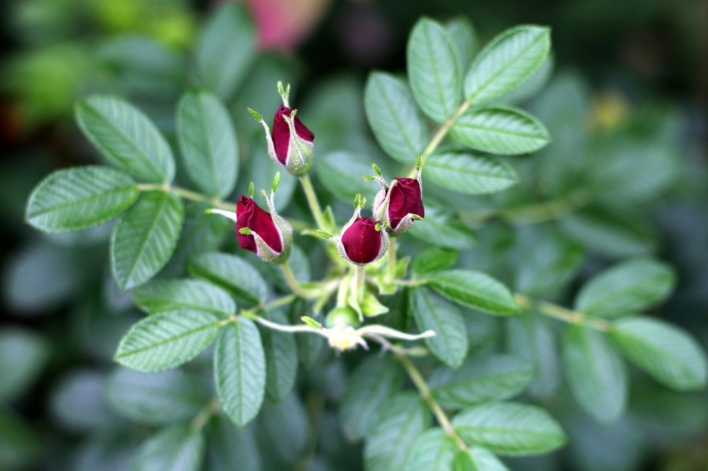 Photograph by Роман Белов