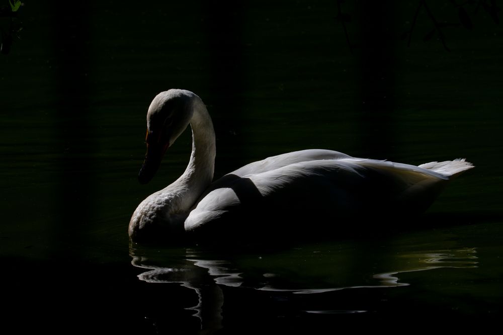 Photograph by Denis Schetinin