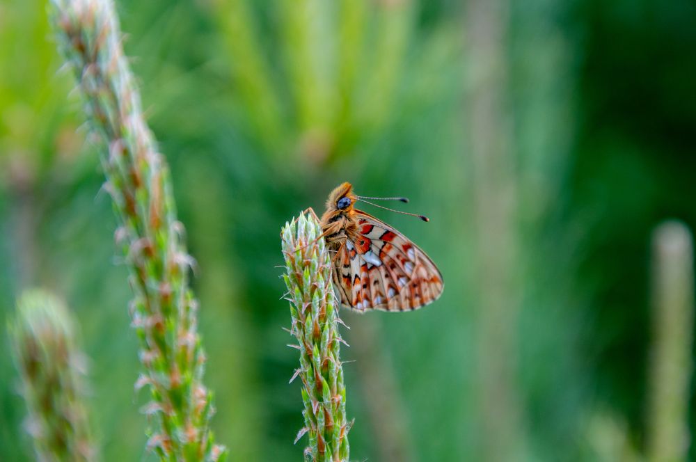 Photograph by Максим Маркин