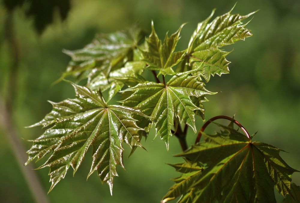 Photograph by елена