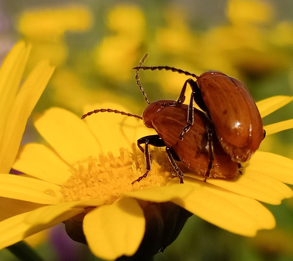 Photograph by Nadir Mekhati