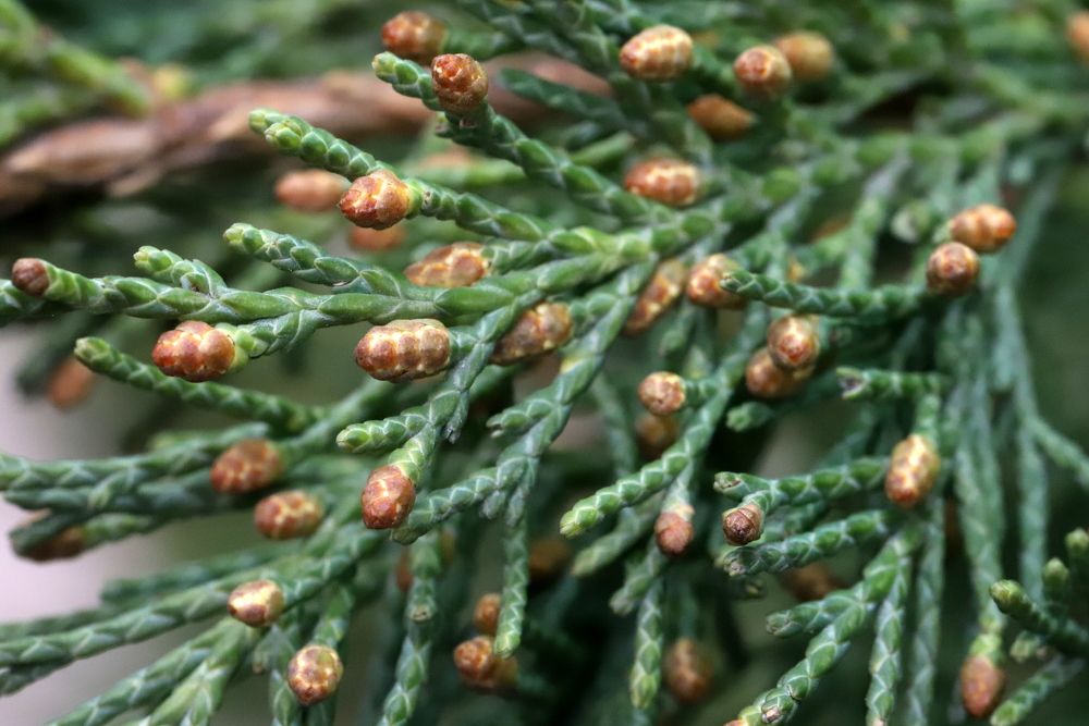 Photograph by елена