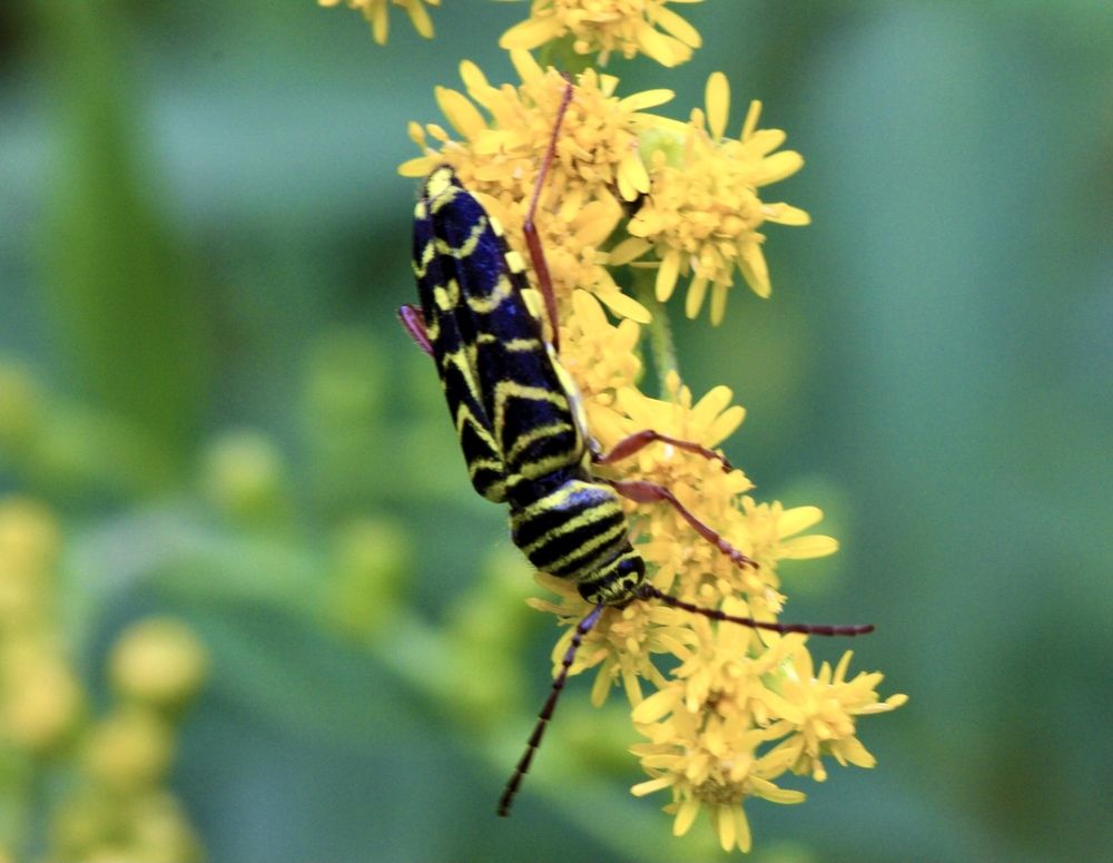 Фотография автора Ираида Гайфуллина