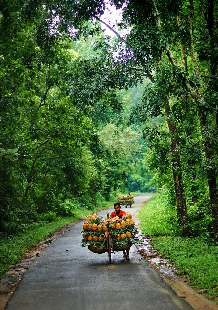 চির সবুজ