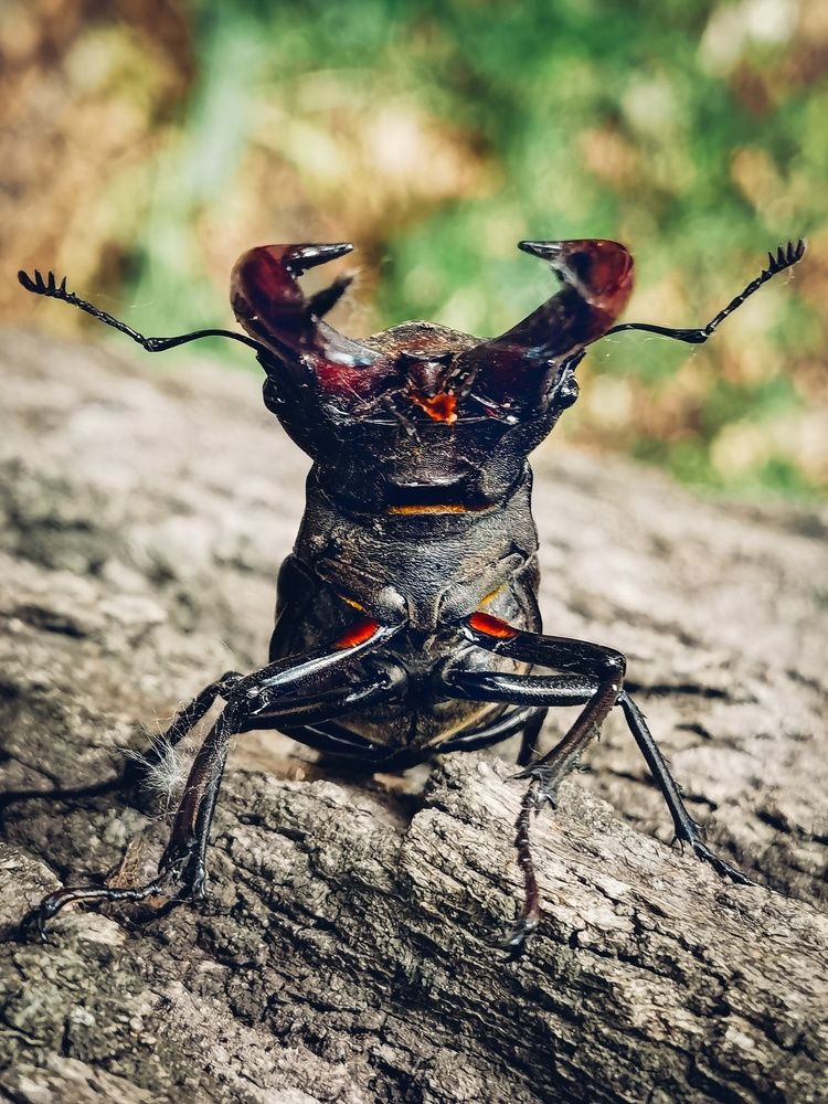 Идём, я тебя поцелую!